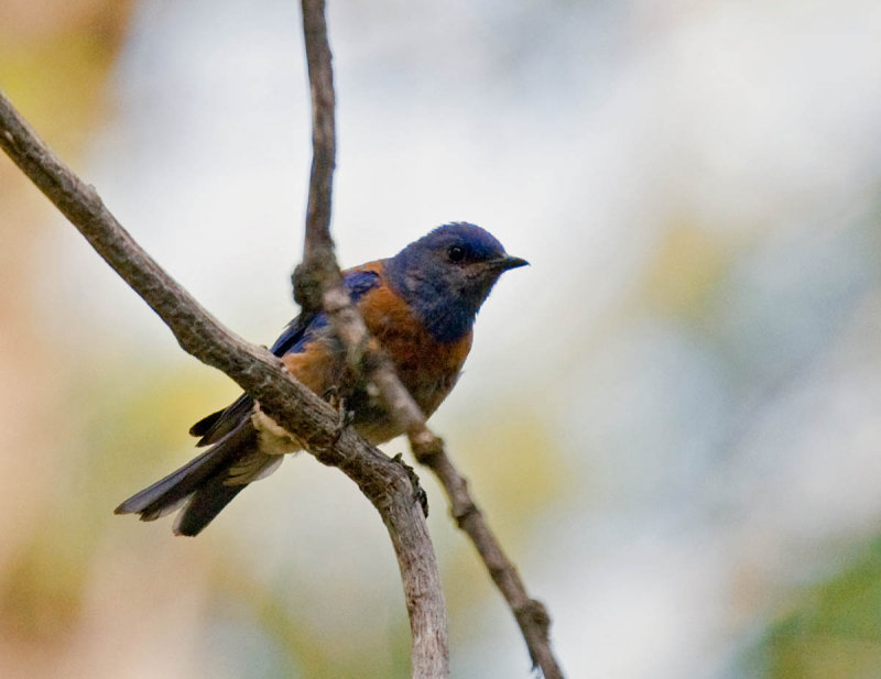 Western Bluebird