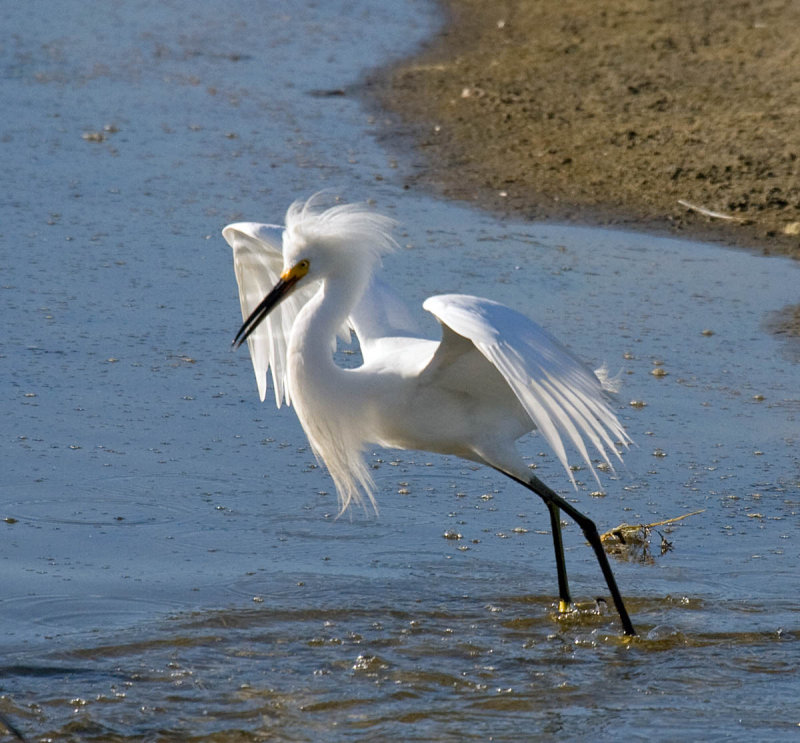 Snowy Egret