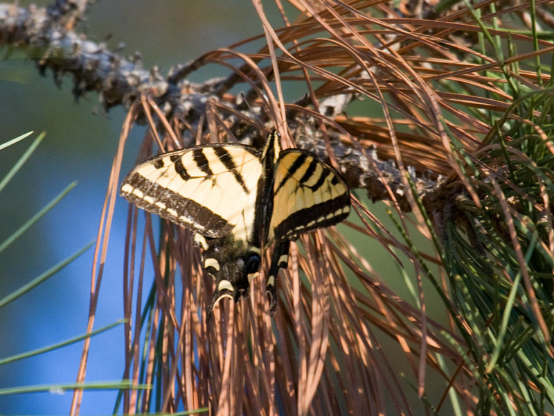 Swallow tailed Butterfly