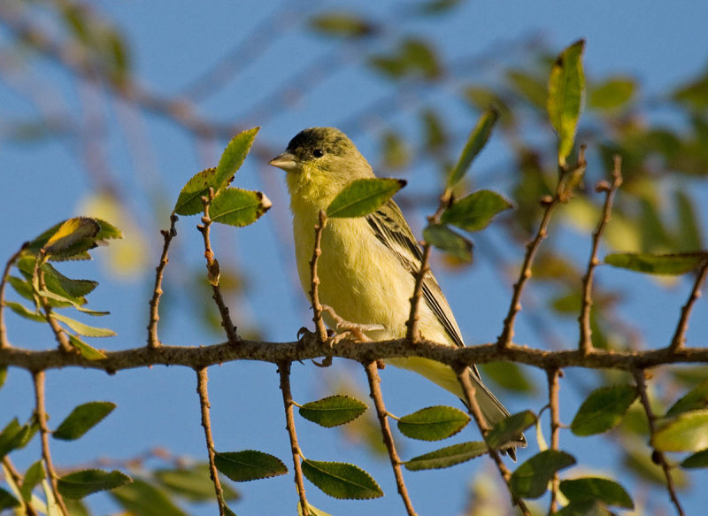 Lesser Goldfinch