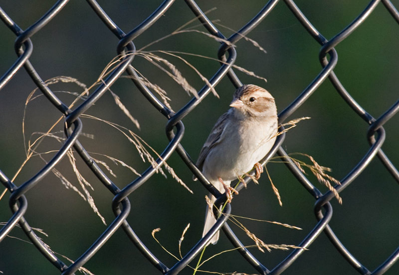 Chipping Sparrow