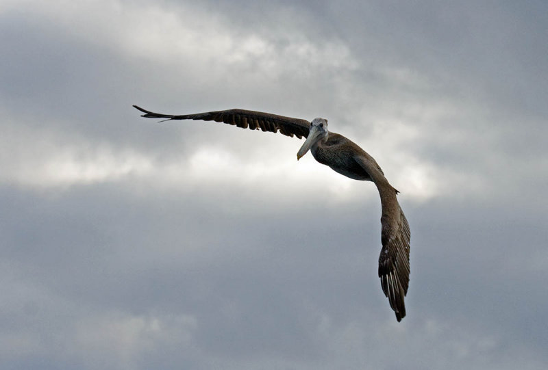 Brown Pelican