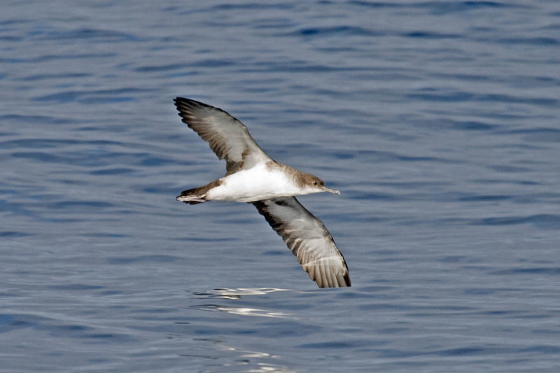 Black-vented Shearwater