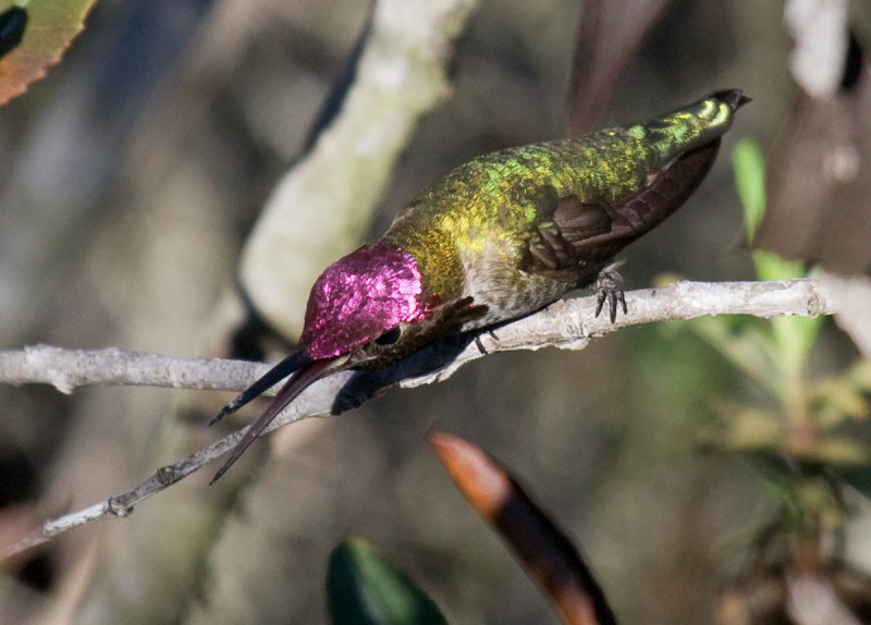 Annas Hummingbird