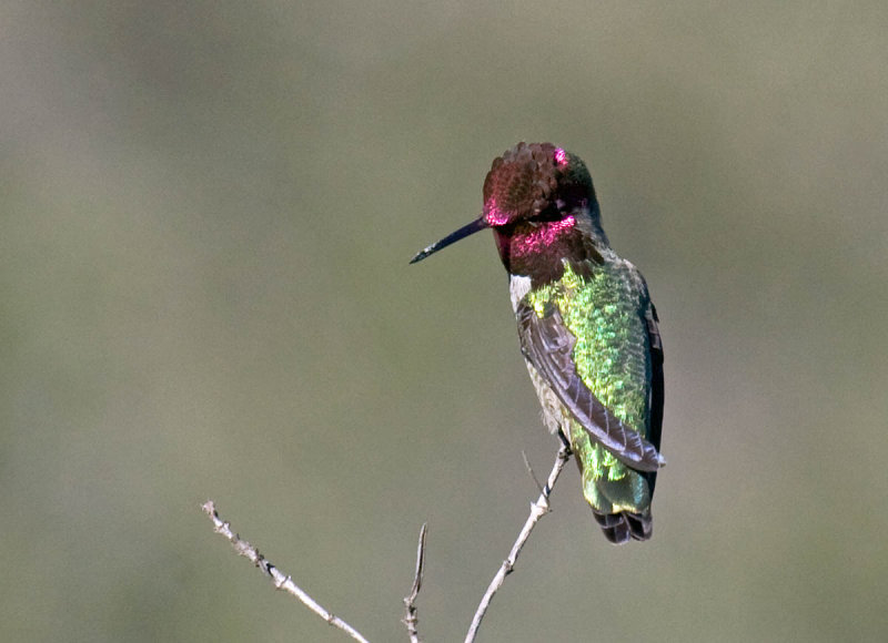 Annas Hummingbird