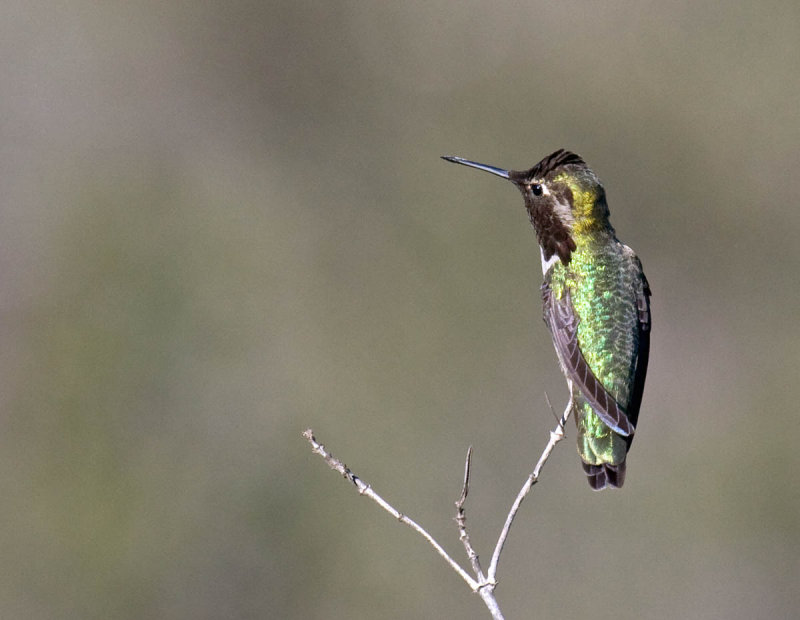 Annas Hummingbird