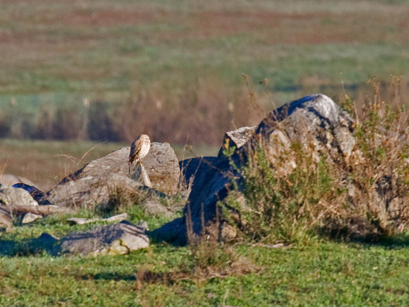 Burrowing Owl