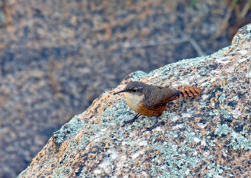 Canyon Wren