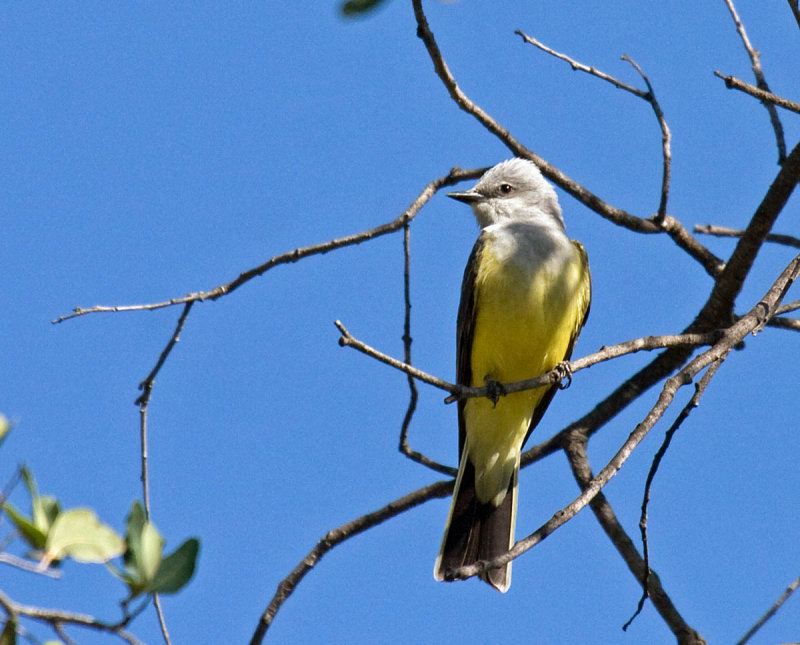Western Kingbird