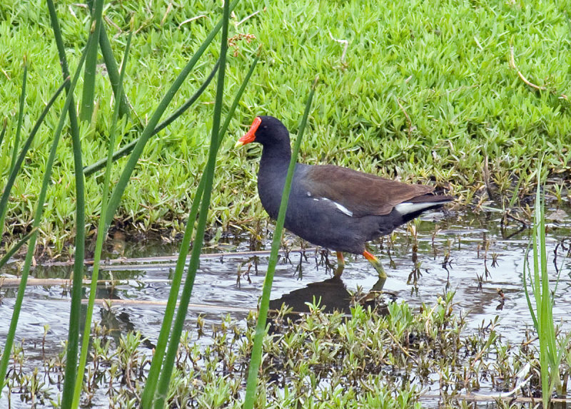 Common Gallinule