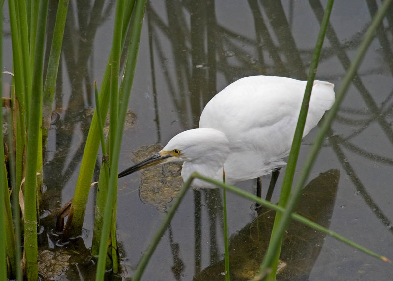 Snowy Egret