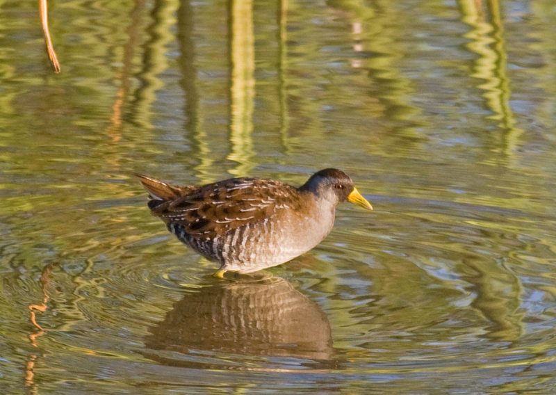 Sora