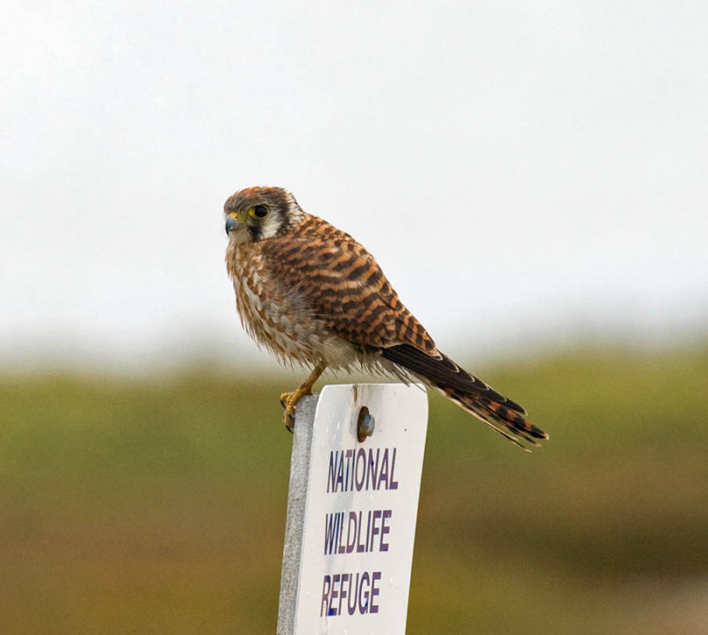 American Kestrel