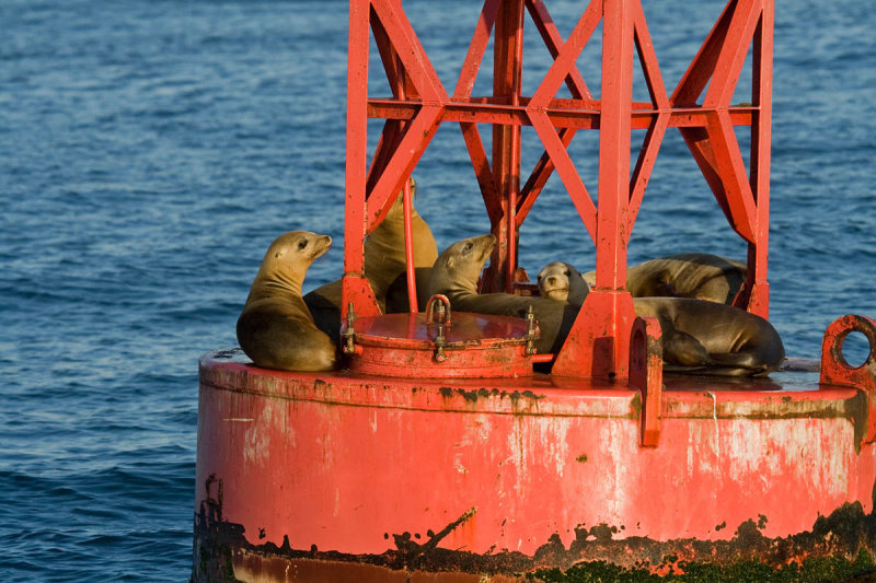 California Sea Lion