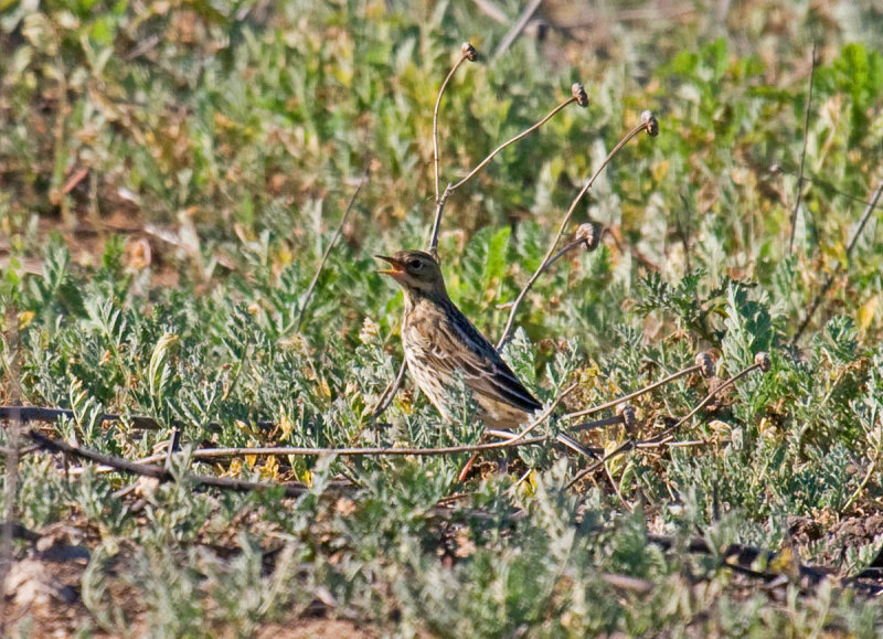 Red-throated Pipit