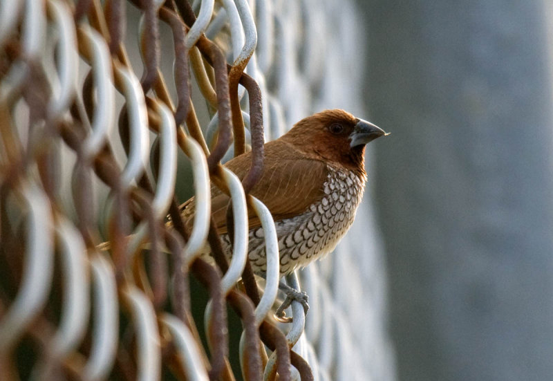 Scaly-breasted Munia