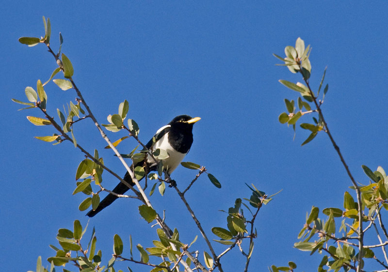 Yellow-billed Magpie