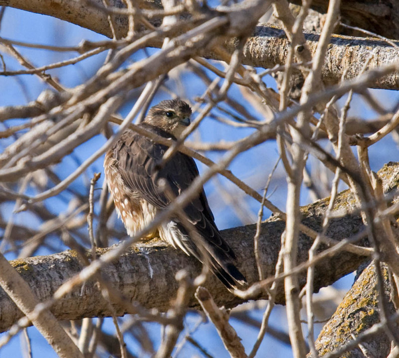 Merlin