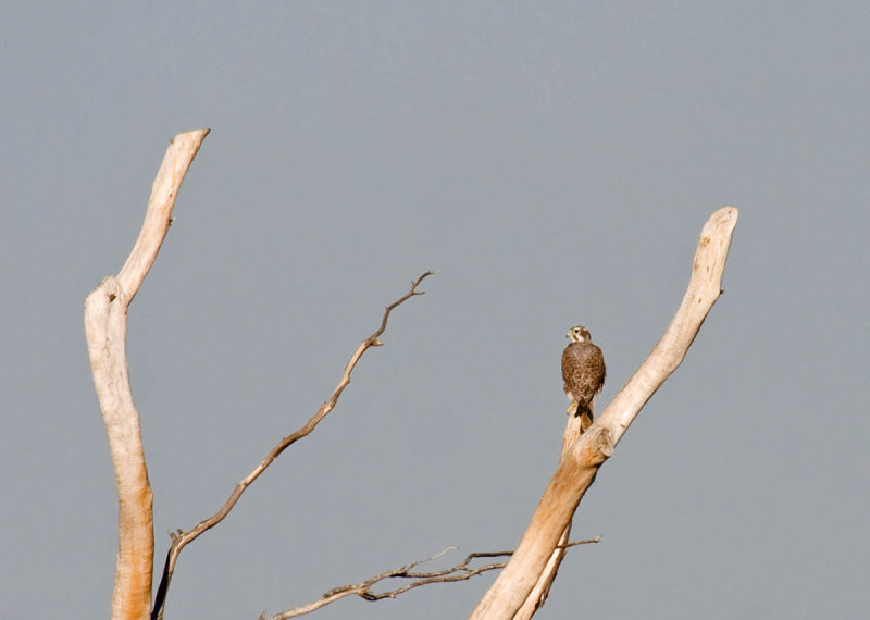 Prairie Falcon