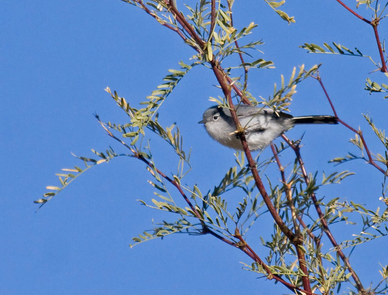 Black-tailed Gnatcatcher