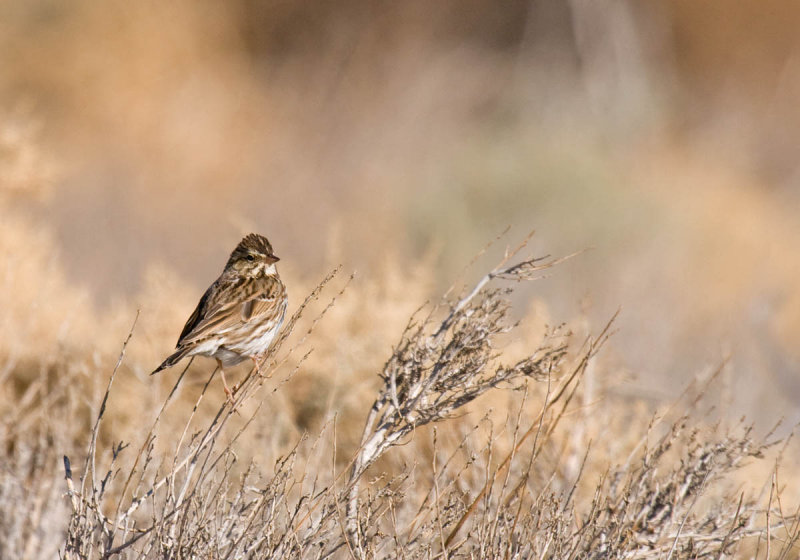 Savannah Sparrow