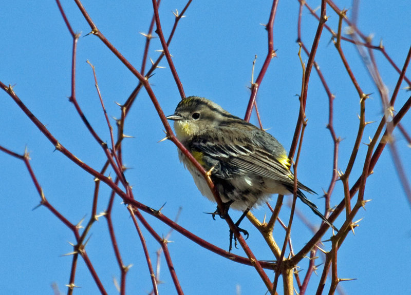 Yellow-rumped Warbler