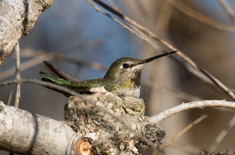 Annas Hummingbird