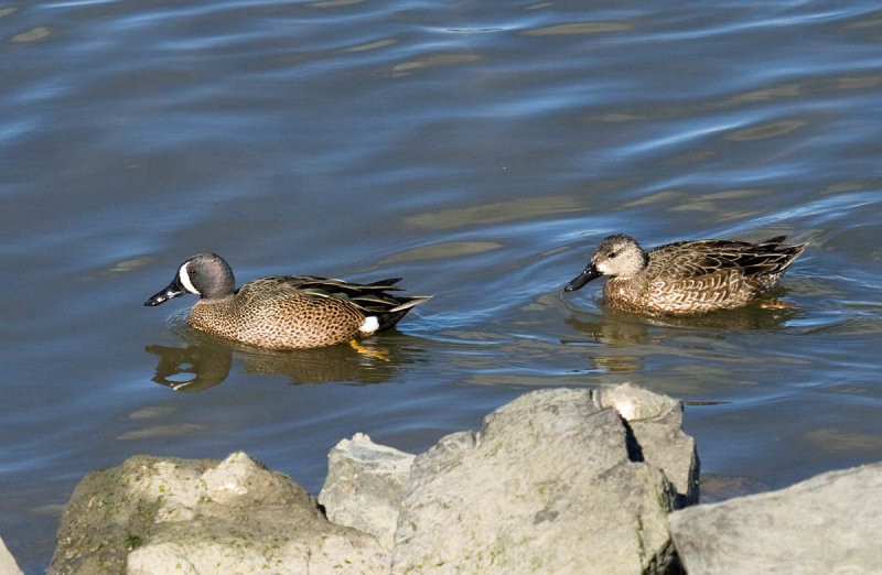 Blue-winged Teal