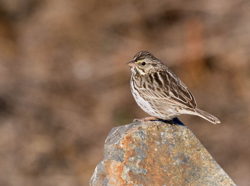 Savannah Sparrow