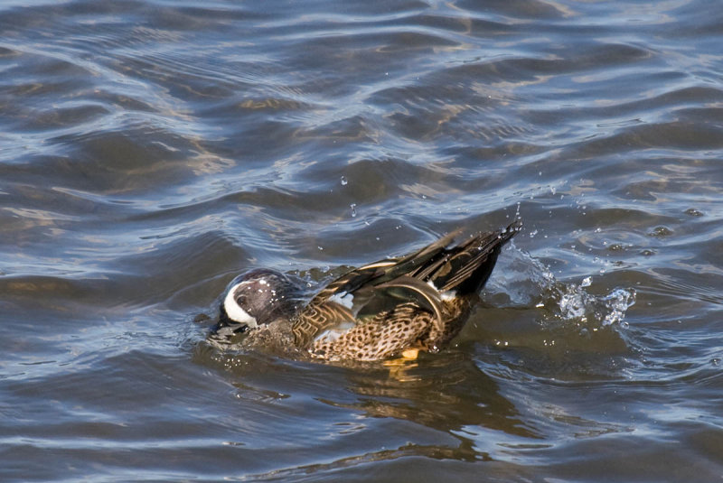 Blue-winged Teal