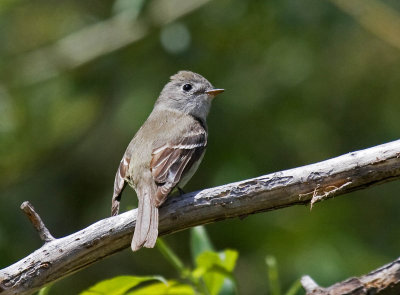 Least Flycatcher