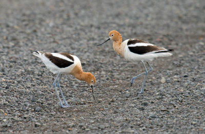 American Avocet