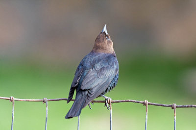 Brown-headed Cowbird