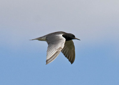 Black Tern