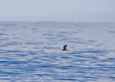 Leach's Storm-Petrel