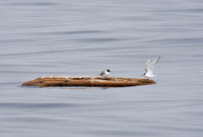 Sabine's Gull and Arctic Tern on log