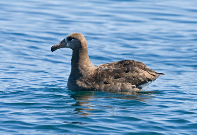 Black-footed Albatross