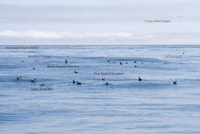 seabirds labeled