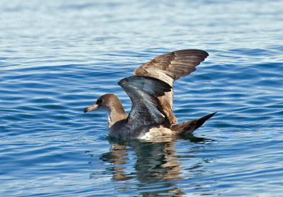 Pink-footed Shearwater