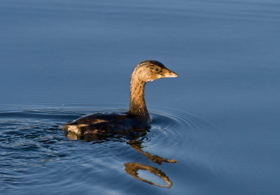 Pied-billed Grebe