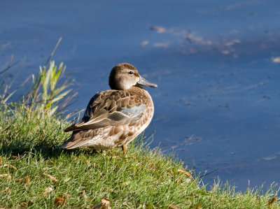 Blue-winged Teal