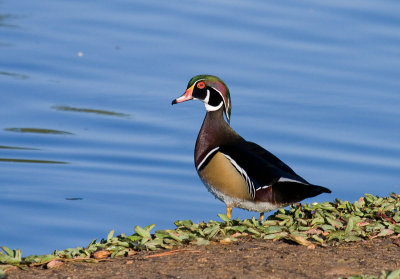 Wood Duck