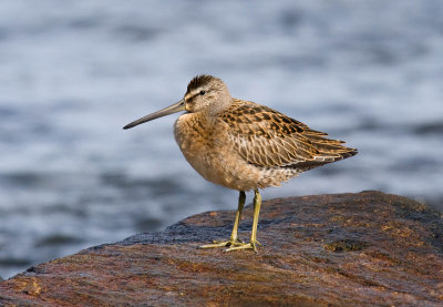 Short-billed Dowitcher