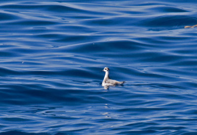 Red Phalarope