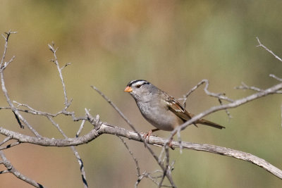 Gambel's White-crowned Sparrow