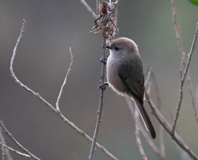 Bushtit