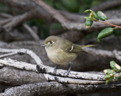 Hutton's Vireo