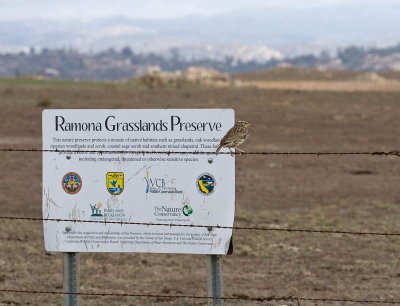 Ramona Grasslands Preserve