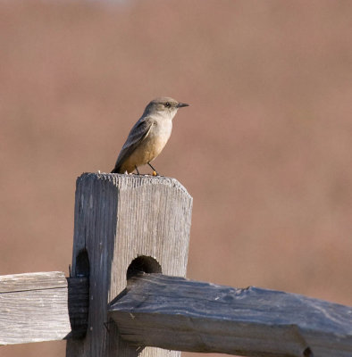 Say's Phoebe