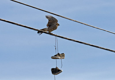 Cooper's Hawk and tennis shoes